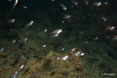 Zoramia viridiventer