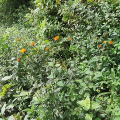 Comaclinium montanum