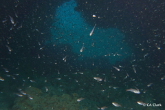 Zoramia viridiventer