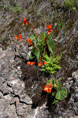 Begonia cinnabarina