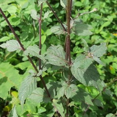 Comaclinium montanum