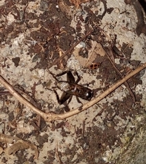 Loxoblemmus sylvestris