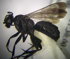 Amblyellus hasdrubal