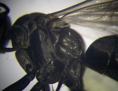 Amblyellus hasdrubal