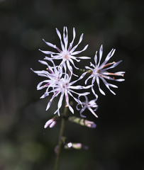 Ainsliaea cordifolia