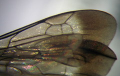 Amblyellus hasdrubal