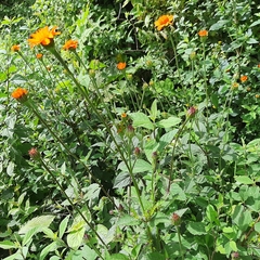 Comaclinium montanum