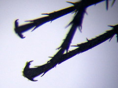 Amblyellus hasdrubal