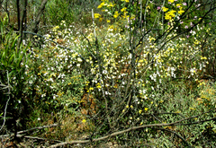 Nemesia bicornis