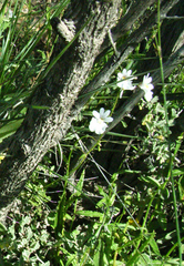 Nemesia bicornis