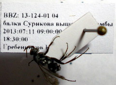 Amblyellus hasdrubal