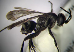 Amblyellus hasdrubal