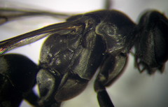 Amblyellus hasdrubal