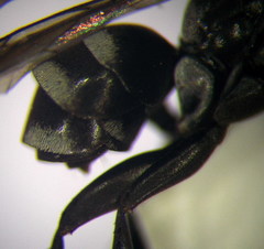 Amblyellus hasdrubal