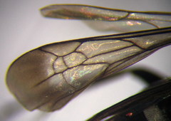 Amblyellus hasdrubal