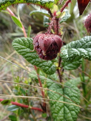Rubus acanthophyllos