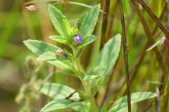 Limnophila chinensis