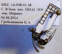 Amblyellus hasdrubal