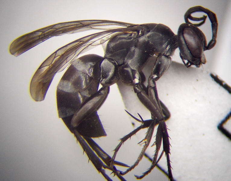 Amblyellus