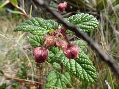 Rubus acanthophyllos