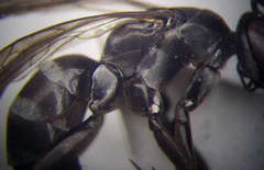 Amblyellus hasdrubal