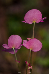 Begonia uniflora
