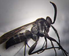 Amblyellus hasdrubal