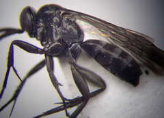 Amblyellus hasdrubal