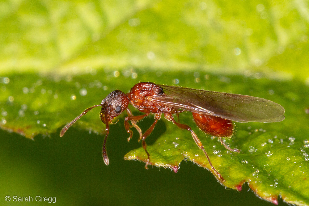 Myrmica rubra