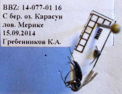 Amblyellus hasdrubal