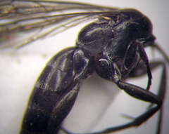 Amblyellus hasdrubal