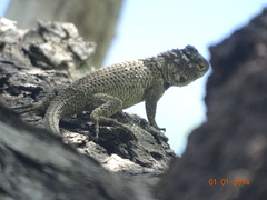 Sceloporus serrifer