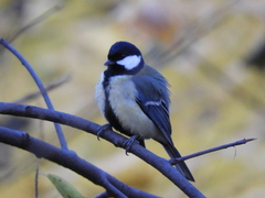 Parus major