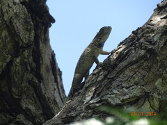 Sceloporus serrifer