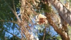 Araneae