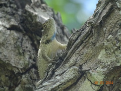 Sceloporus serrifer
