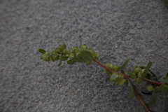 Atriplex laciniata
