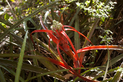 Bromelia serra