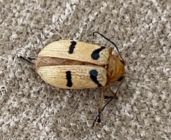 Metaxyonycha parallela