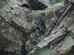 Sceloporus serrifer