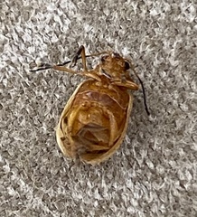 Metaxyonycha parallela