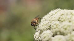 Eristalis tenax