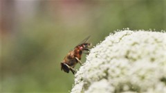 Eristalis tenax