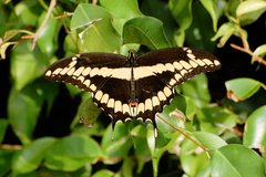 Heraclides cresphontes