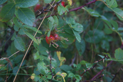 Rosa mollis
