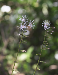 Ainsliaea cordifolia
