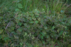 Alchemilla xanthochlora