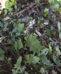 Ainsliaea cordifolia