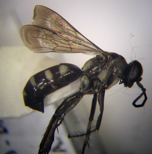 Aporinellus sexmaculatus