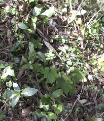Ainsliaea cordifolia